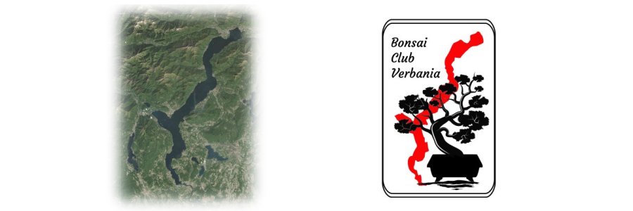 Bonsai 1